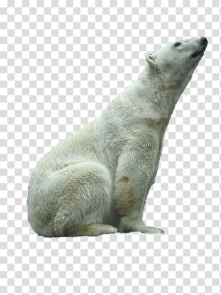 Polar bear Fur Terrestrial animal Snout, Pamela transparent background PNG clipart