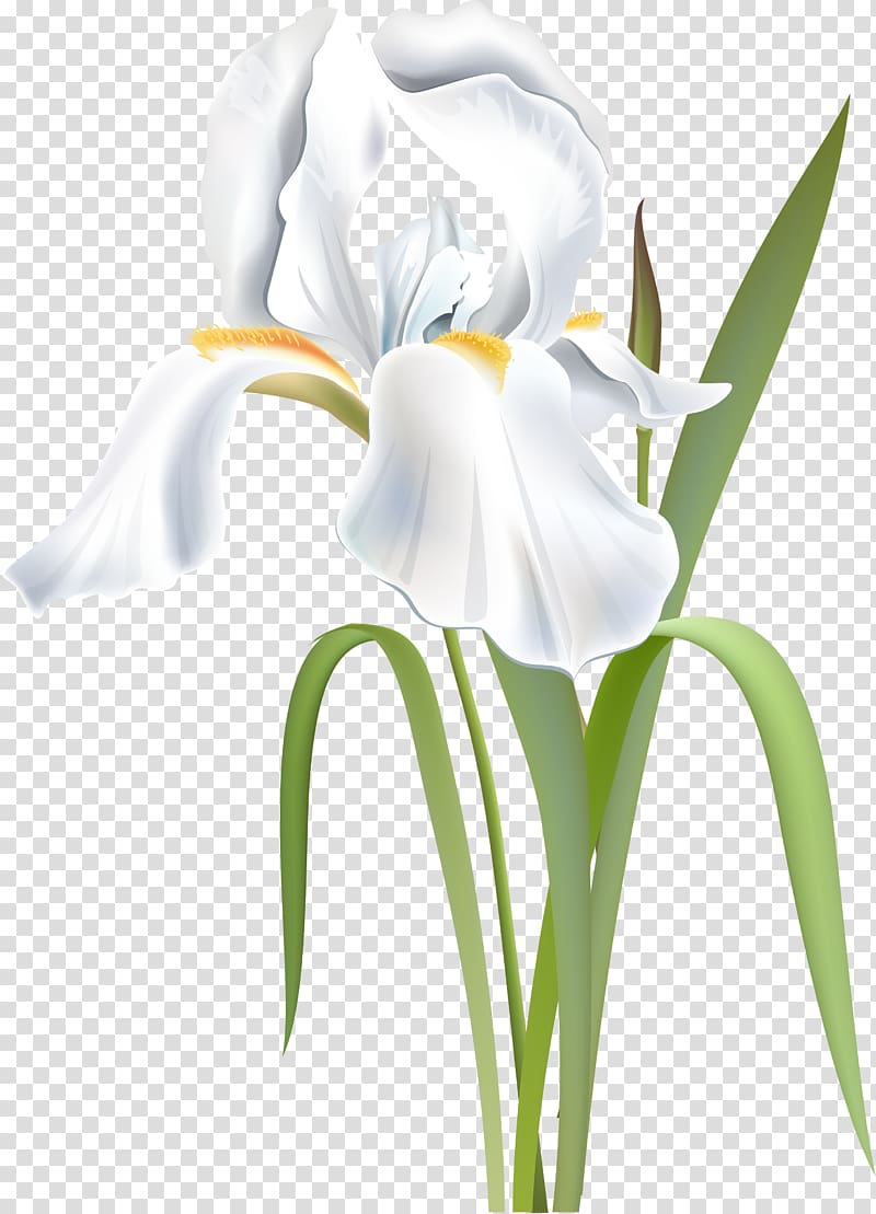 Flower Irises Orris root Iridaceae White, flower transparent background PNG clipart