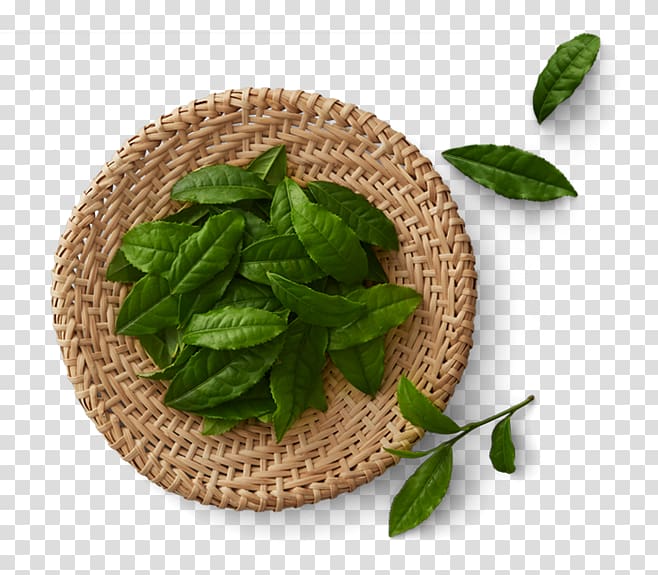 Green tea Matcha Tea production in Sri Lanka Black tea, Green tea transparent background PNG clipart