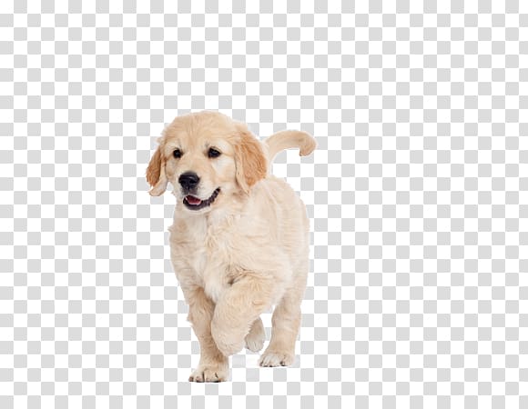 Golden Retriever Puppy Dog breed Labrador Retriever Companion dog, golden retriever transparent background PNG clipart