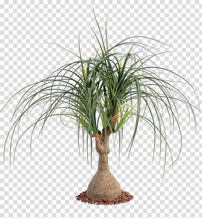 Arecaceae Ponytail palm Houseplant Tree, plant transparent background PNG clipart