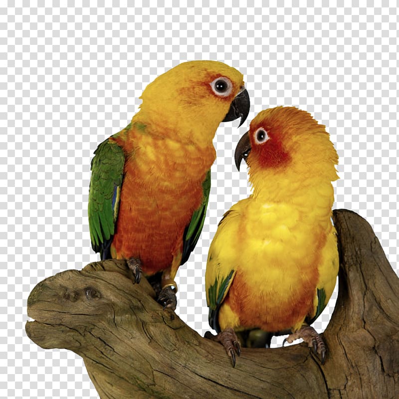 Bird Parrot Sun conure Budgerigar, Shu Chashang pair of parrots transparent background PNG clipart