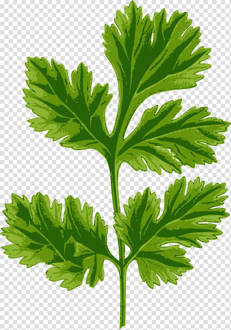 Hendrick\'s Gin Coriander Herb Drawing, parsley transparent background PNG clipart