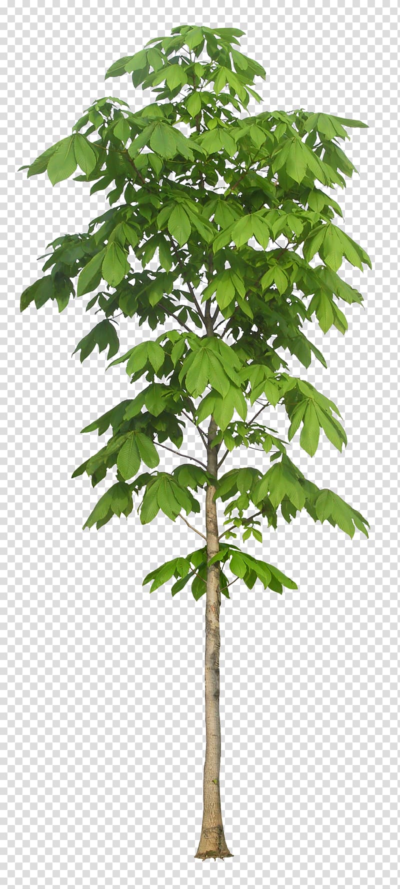 European horse-chestnut Tree Plant Arbre dalignement macrophanerophytes, Luxuriant trees transparent background PNG clipart