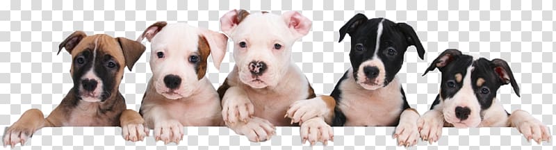 Marley & Me: Life and Love with the World\'s Worst Dog Dog breed American Pit Bull Terrier Puppy, puppy transparent background PNG clipart