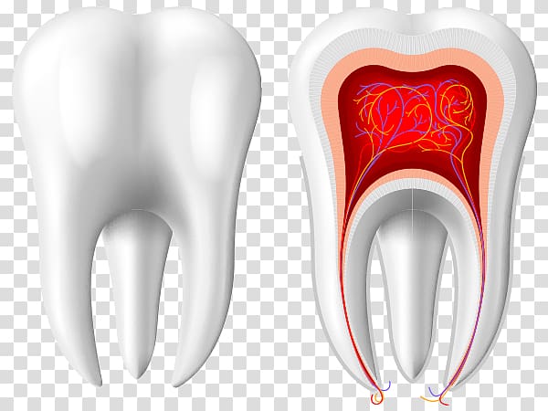 Tooth, crown transparent background PNG clipart