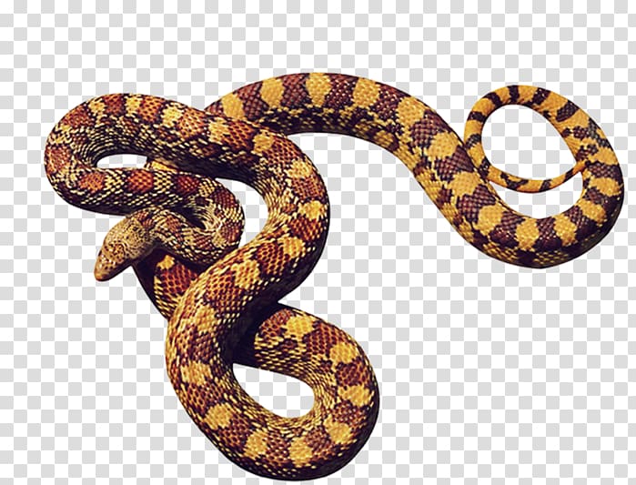 brown and black snake art, Anaconda transparent background PNG clipart