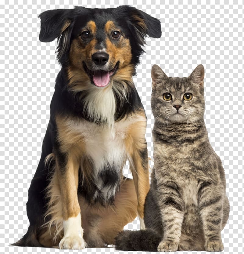 Cat Dog Society for the Prevention of Cruelty to Animals Humane society Veterinarian, Cat transparent background PNG clipart