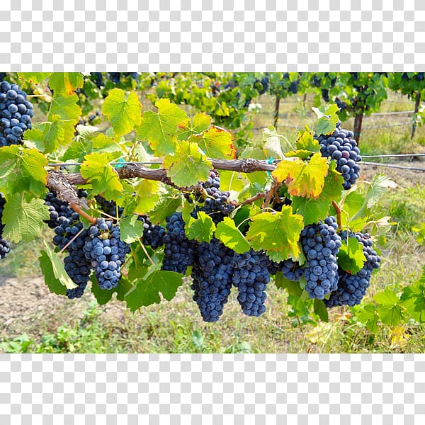 Grape Cox Vineyard Seedless fruit Ukiah, grape transparent background PNG clipart