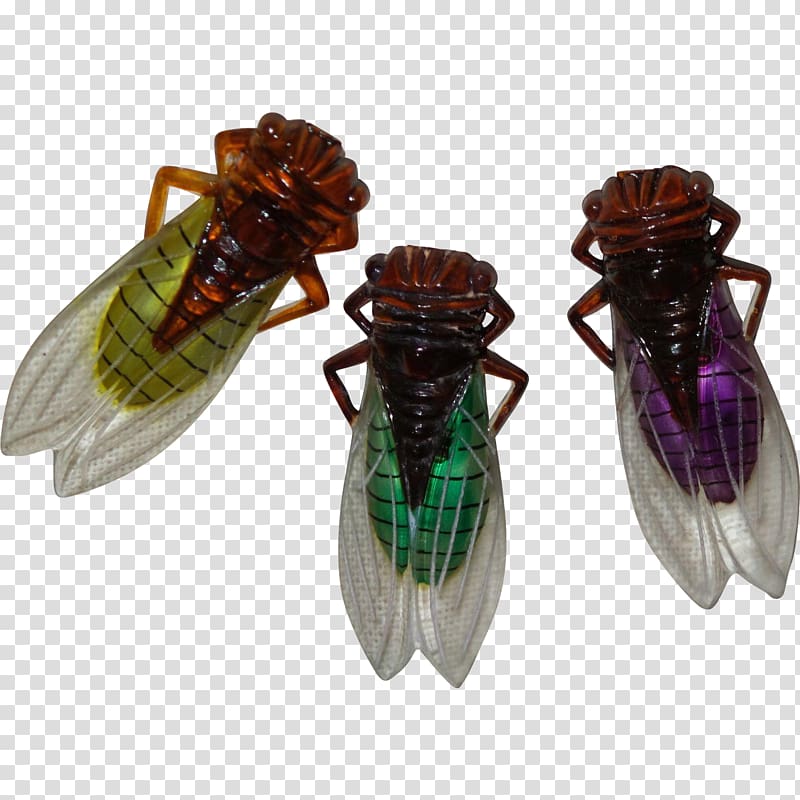 Insect Cicadoidea, insect transparent background PNG clipart