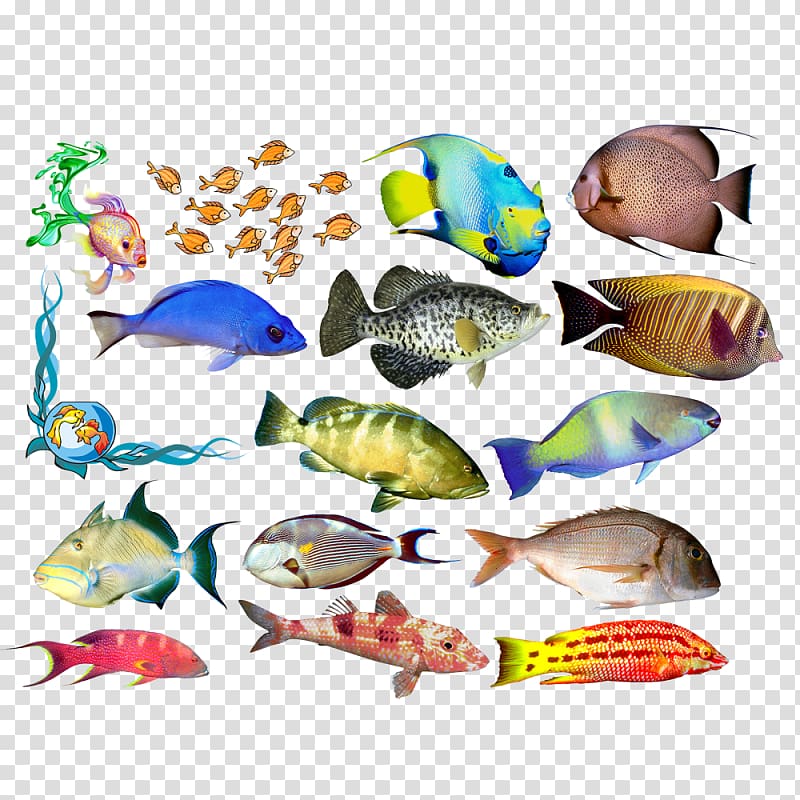 Bony fishes Vertebrate Animal , fish transparent background PNG clipart