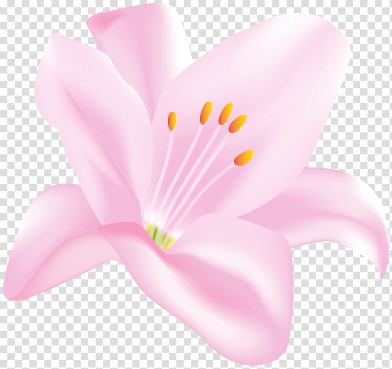 Petal Blossom Herbaceous plant, Flower transparent background PNG clipart