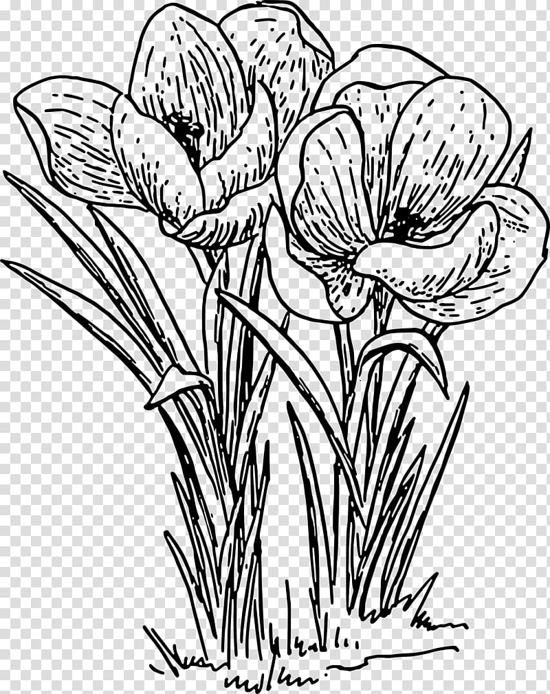 Autumn Crocus Line art Flower , crocus transparent background PNG clipart