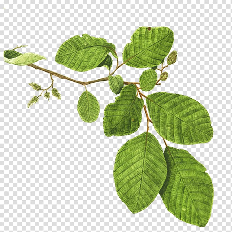 Mentha spicata Branch Tree Alder Plant, Mint leaf transparent background PNG clipart