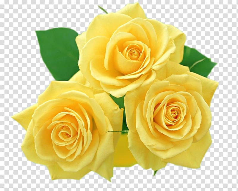 Flower Yellow Rose , Yellow Roses , three yellow flowers transparent background PNG clipart