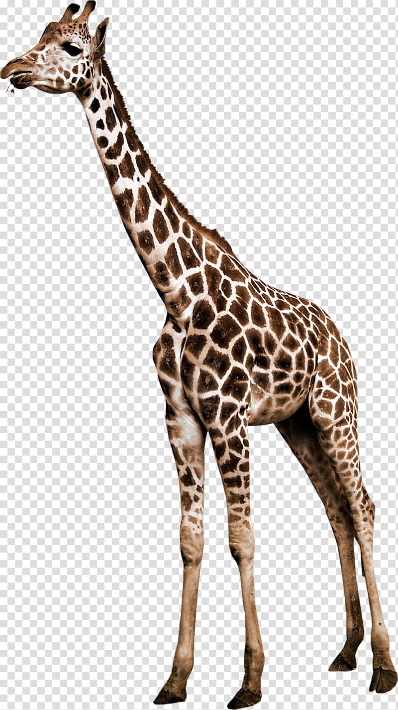 giraffe, Northern giraffe Animal Reticulated giraffe, zebra transparent background PNG clipart