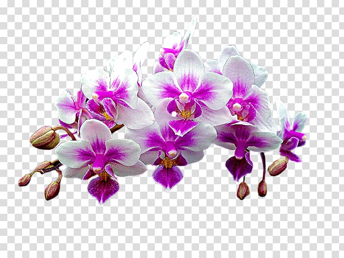 Moth orchids Dendrobium, orchidea transparent background PNG clipart