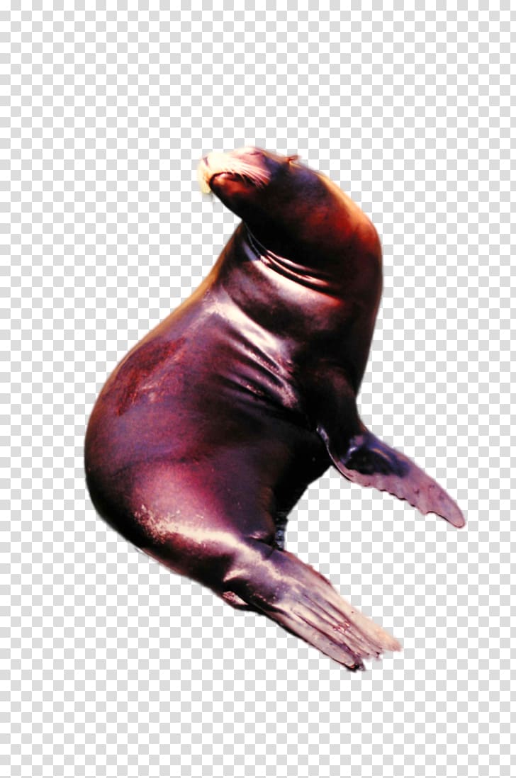 Sea lion, nature sea animals seal transparent background PNG clipart