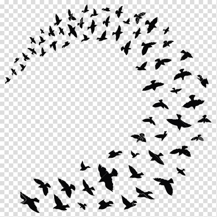 Flock Bird Columbidae Silhouette, Bird transparent background PNG clipart