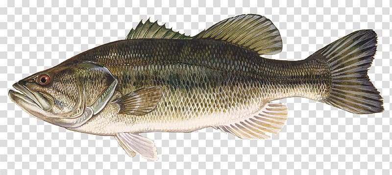 Largemouth bass Smallmouth bass Bass fishing Freshwater fish Black crappie, largemouth bass transparent background PNG clipart