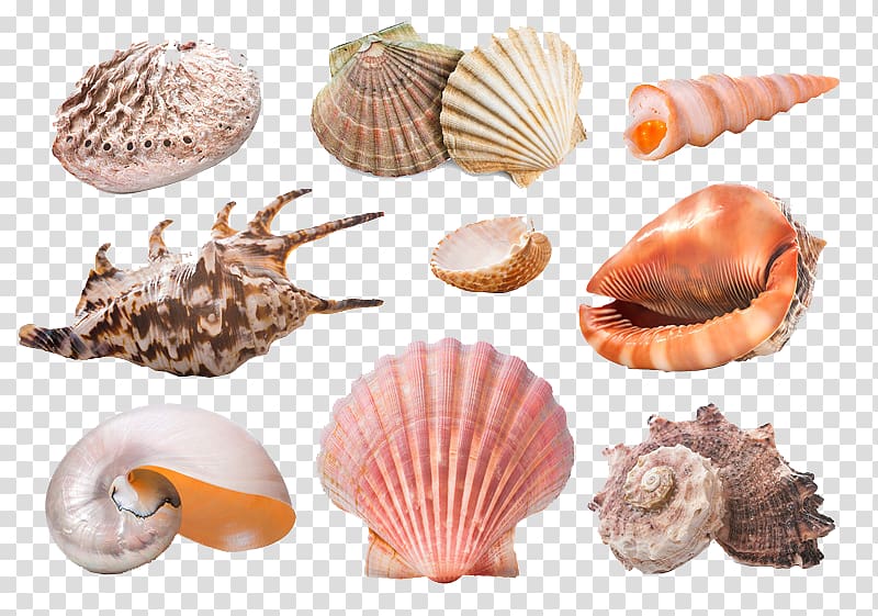 Seashell Starfish Snail Molluscs Sand, Beautiful creatures transparent background PNG clipart