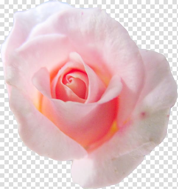 Centifolia roses Flower Pink Petal Garden roses, pink background transparent background PNG clipart