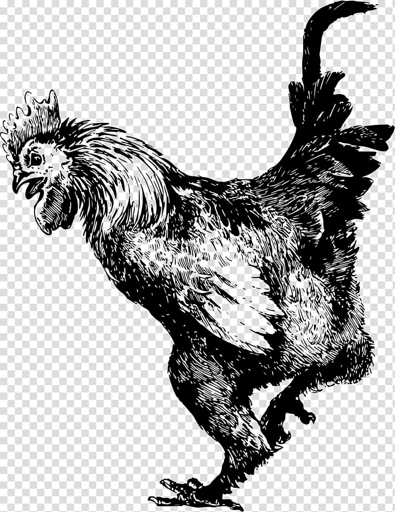 Rooster Dominique chicken Old English Game fowl Pekin chicken Cochin chicken, Bird transparent background PNG clipart