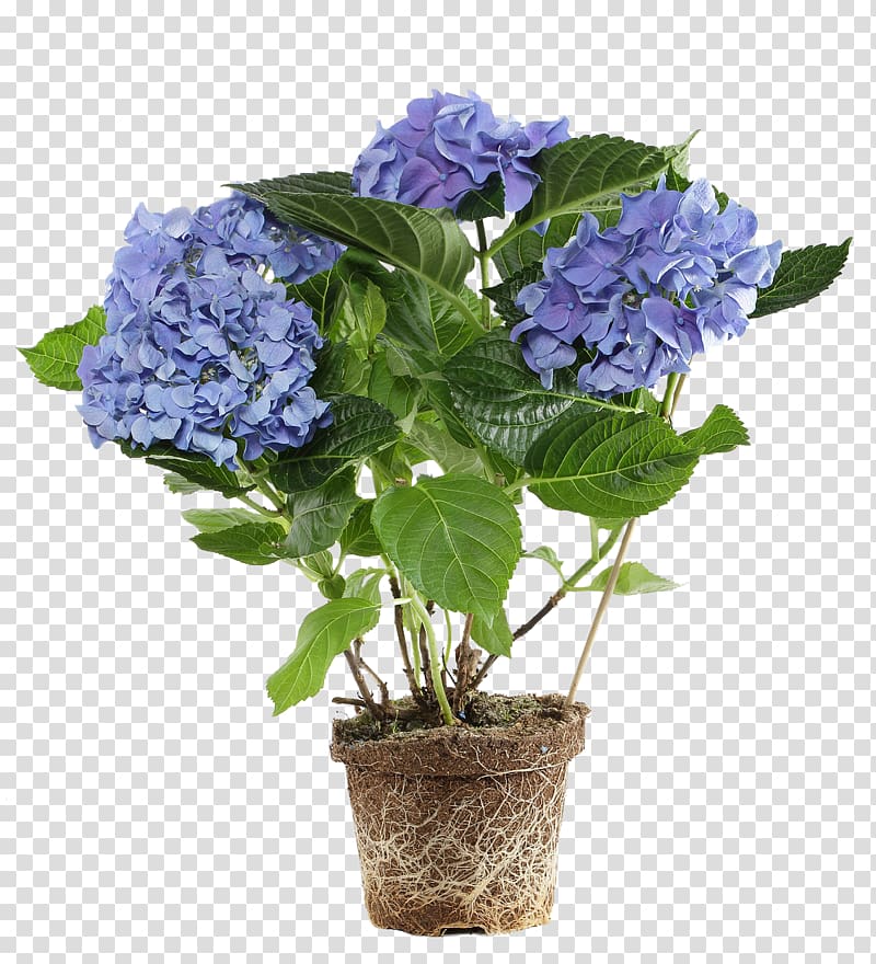 purple flowers, Flowerpot Flower box Hydrangea Bonsai, Potted purple flowers transparent background PNG clipart