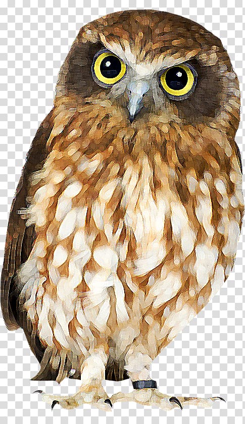 Bird Snowy owl Southern boobook Great Horned Owl Morepork, Bird transparent background PNG clipart