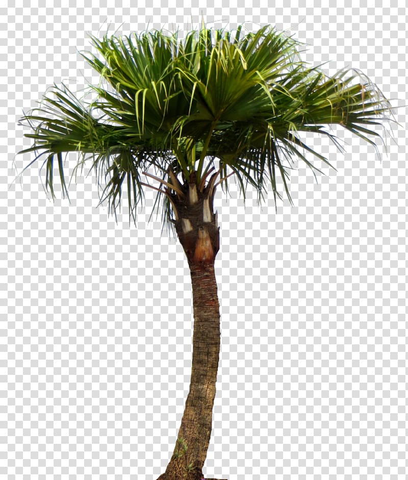 Asian palmyra palm Livistona chinensis Palm trees Trachycarpus fortunei, tree transparent background PNG clipart