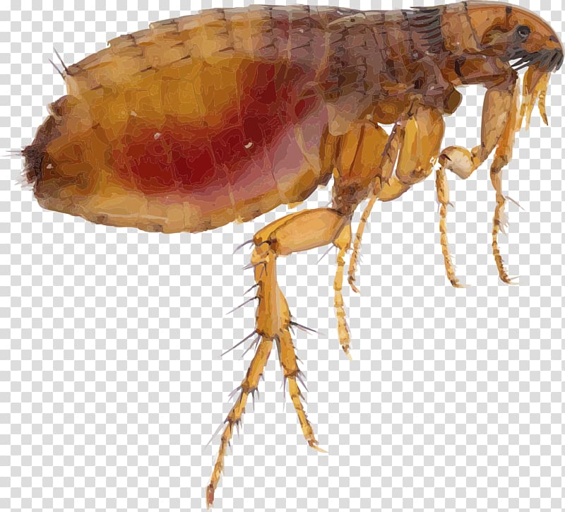 Louse Flea Dog Insect, flea transparent background PNG clipart