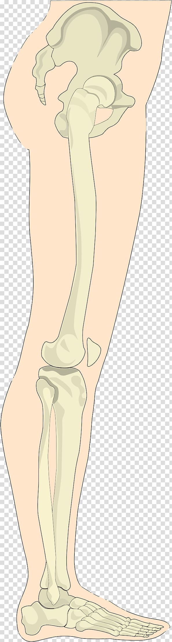 Human leg Human body Limb, Leg transparent background PNG clipart