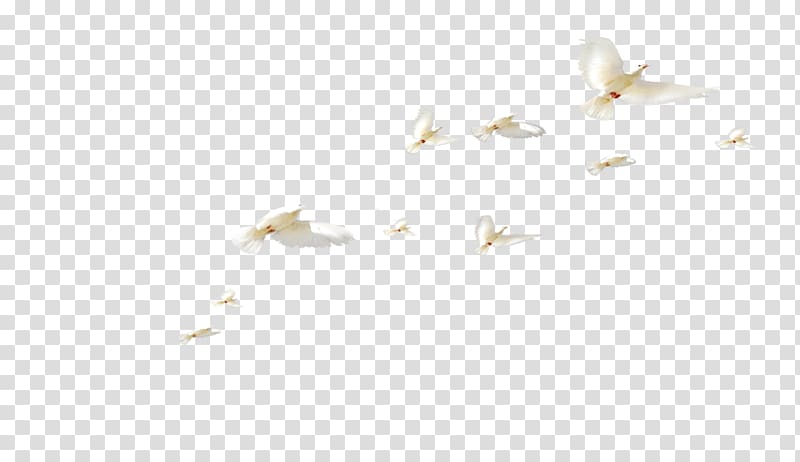 white birds , Rock dove Columbidae Bird Colombe, White dove fly transparent background PNG clipart