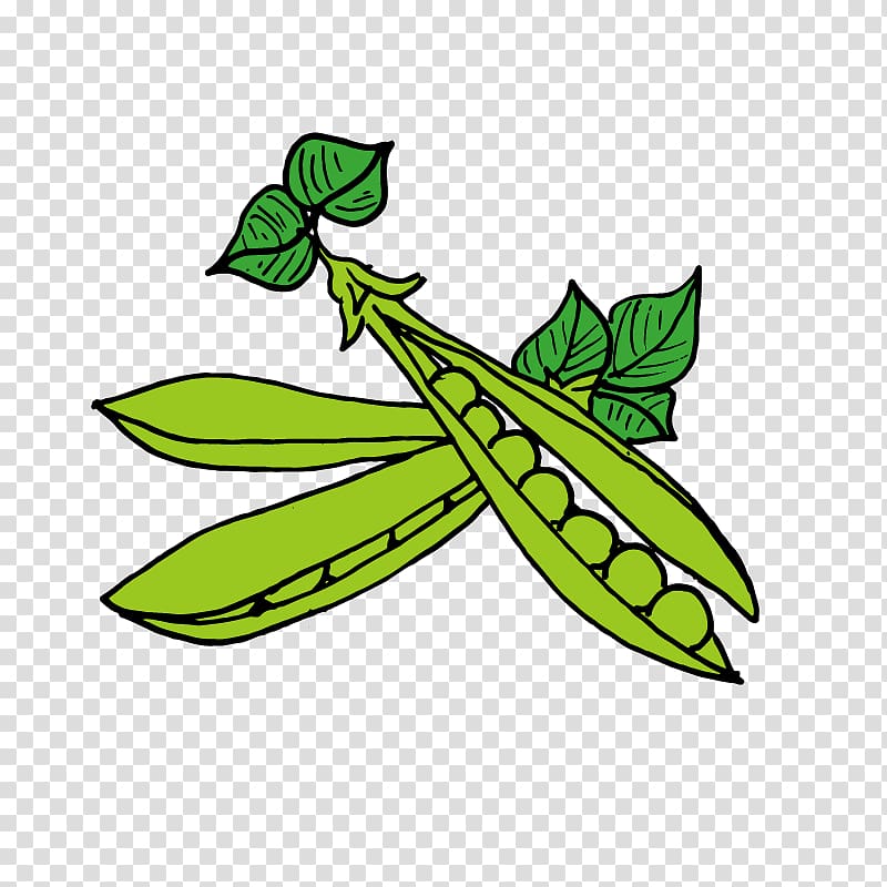 Pea Lentil , pea transparent background PNG clipart