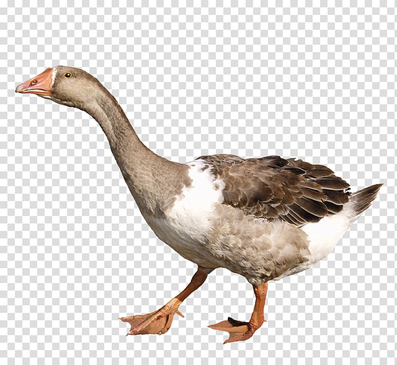 Duck Goose, Long neck duck transparent background PNG clipart
