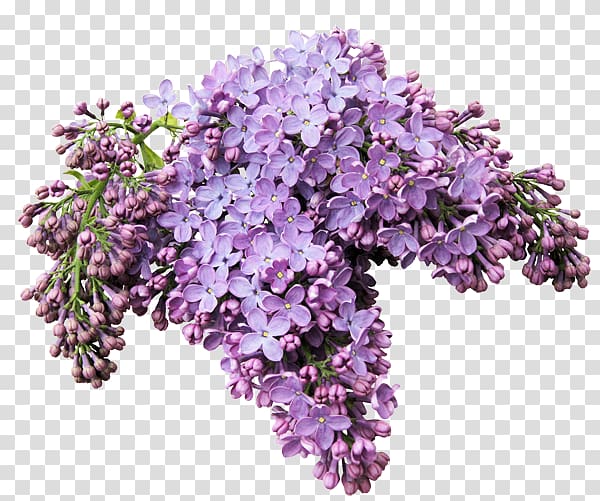Lilacs in a Window Flower Internet, Lilac transparent background PNG clipart