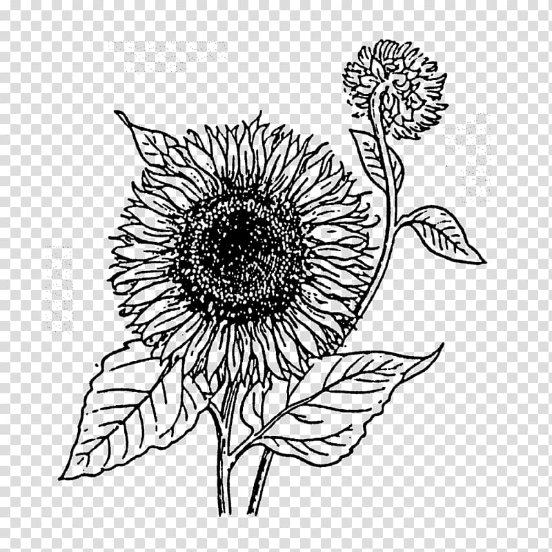 Common sunflower Rubber stamp Cut flowers Postage Stamps, flower transparent background PNG clipart
