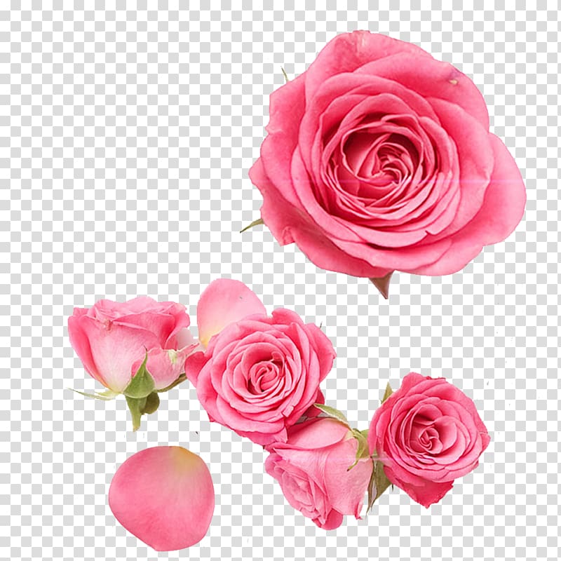 three pink rose flowers , Garden roses Centifolia roses Beach rose Pink Petal, Pink Rose transparent background PNG clipart