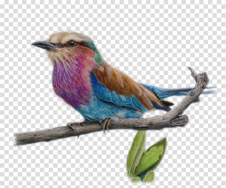 Drawing Colored pencil Watercolor painting Sketch, Bird branches cartoon material transparent background PNG clipart
