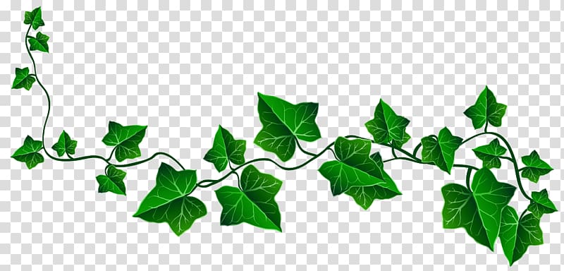 Vine Ivy Drawing , Vine Ivy Decoration , green leafed vine illustration transparent background PNG clipart