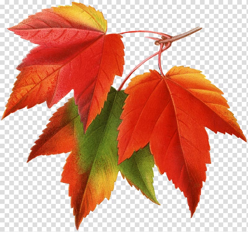 three red and green maple leaves, Canada Japanese maple Red maple Maple leaf , autumn leaves transparent background PNG clipart