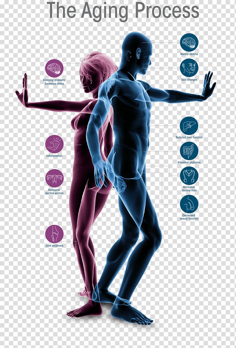 Ageing Human body Old age Joint Organ, health transparent background PNG clipart