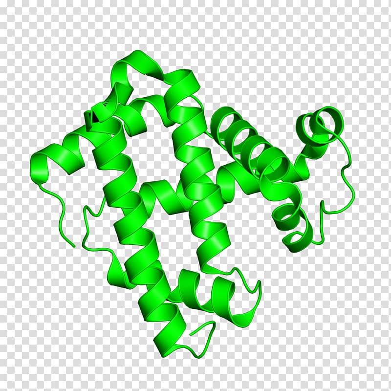 Protein Data Bank Myoglobin Protein structure X-ray crystallography, others transparent background PNG clipart