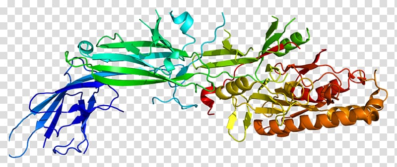 PADI4 Anti–citrullinated protein antibody Histone Gene, others transparent background PNG clipart
