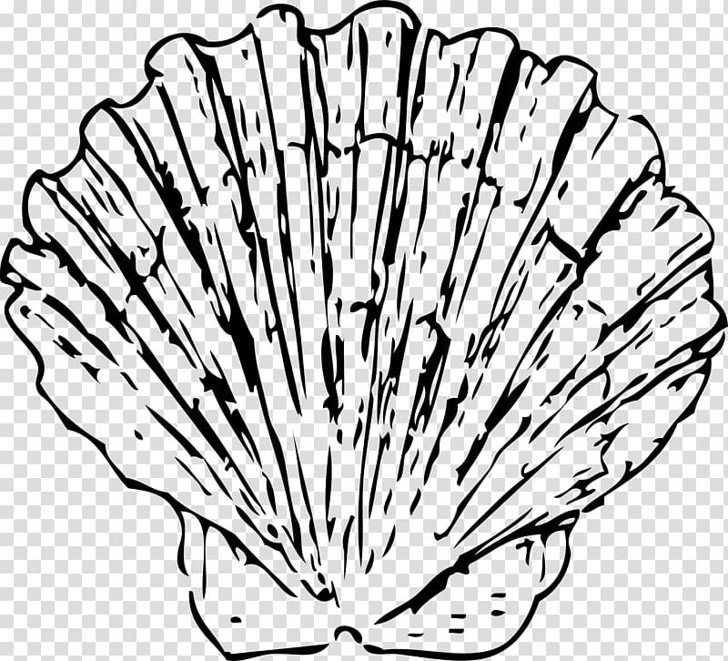 Seashell Drawing Conch , seashell transparent background PNG clipart