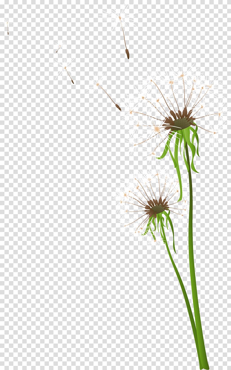 Dandelion Flower, dandelion transparent background PNG clipart