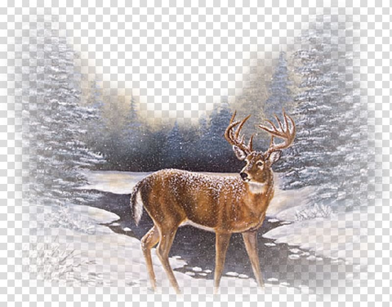 Reindeer Red deer Winter Snow, deer transparent background PNG clipart