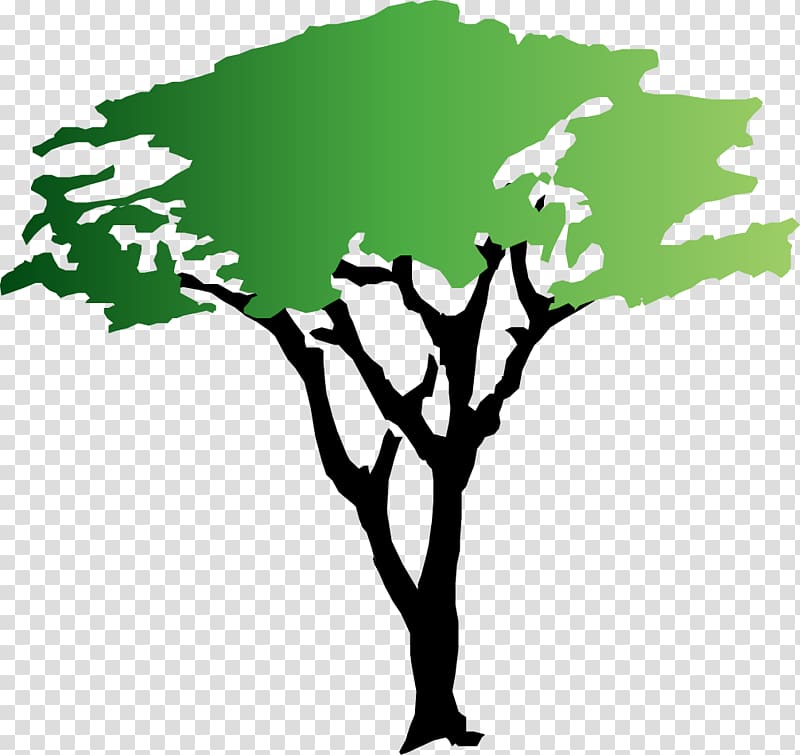 Tree Acacia , Tree transparent background PNG clipart