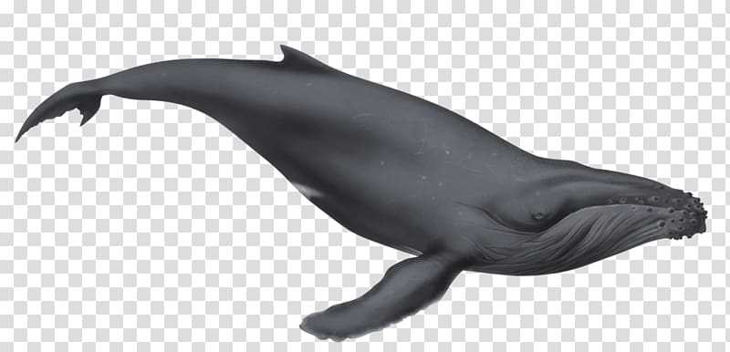 Humpback whale Sperm whale , Gray whale transparent background PNG clipart