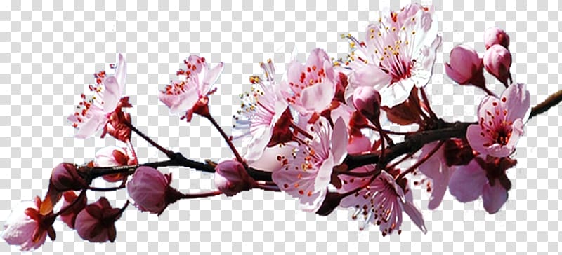 Cherry blossom Blog , cherry blossom transparent background PNG clipart